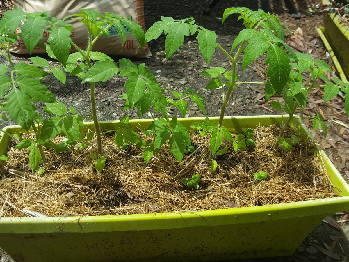 Cultiver en lasagne dans des jardinières et des pots, c&rsquo;est possible&nbsp;!