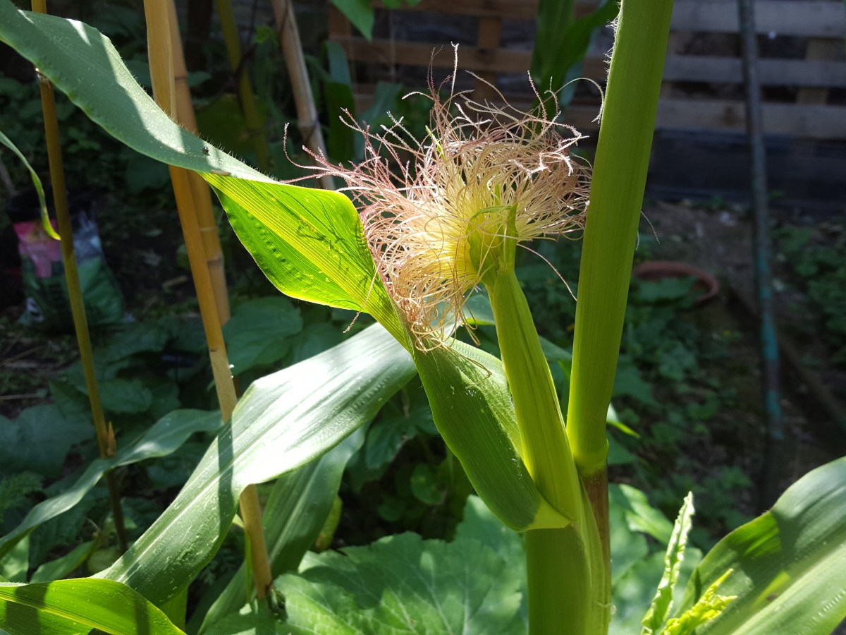 La Milpa, comment la mettre en place au potager&nbsp;?