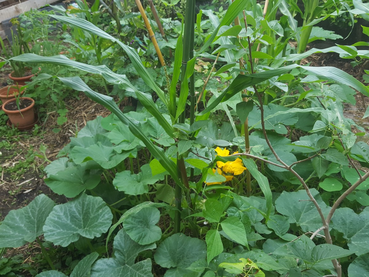 La Milpa, une culture adaptée aux petits&nbsp;espaces