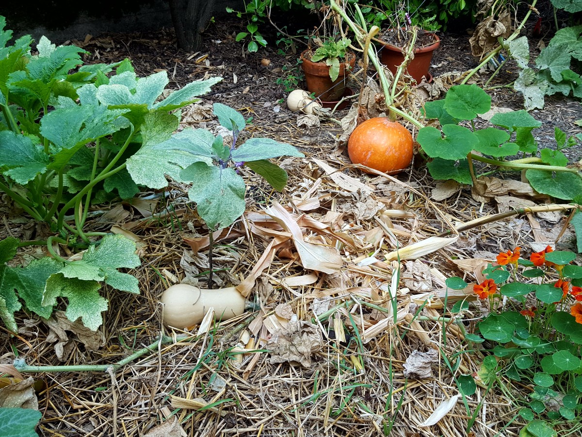 Les objectifs de septembre 2022 au&nbsp;jardin