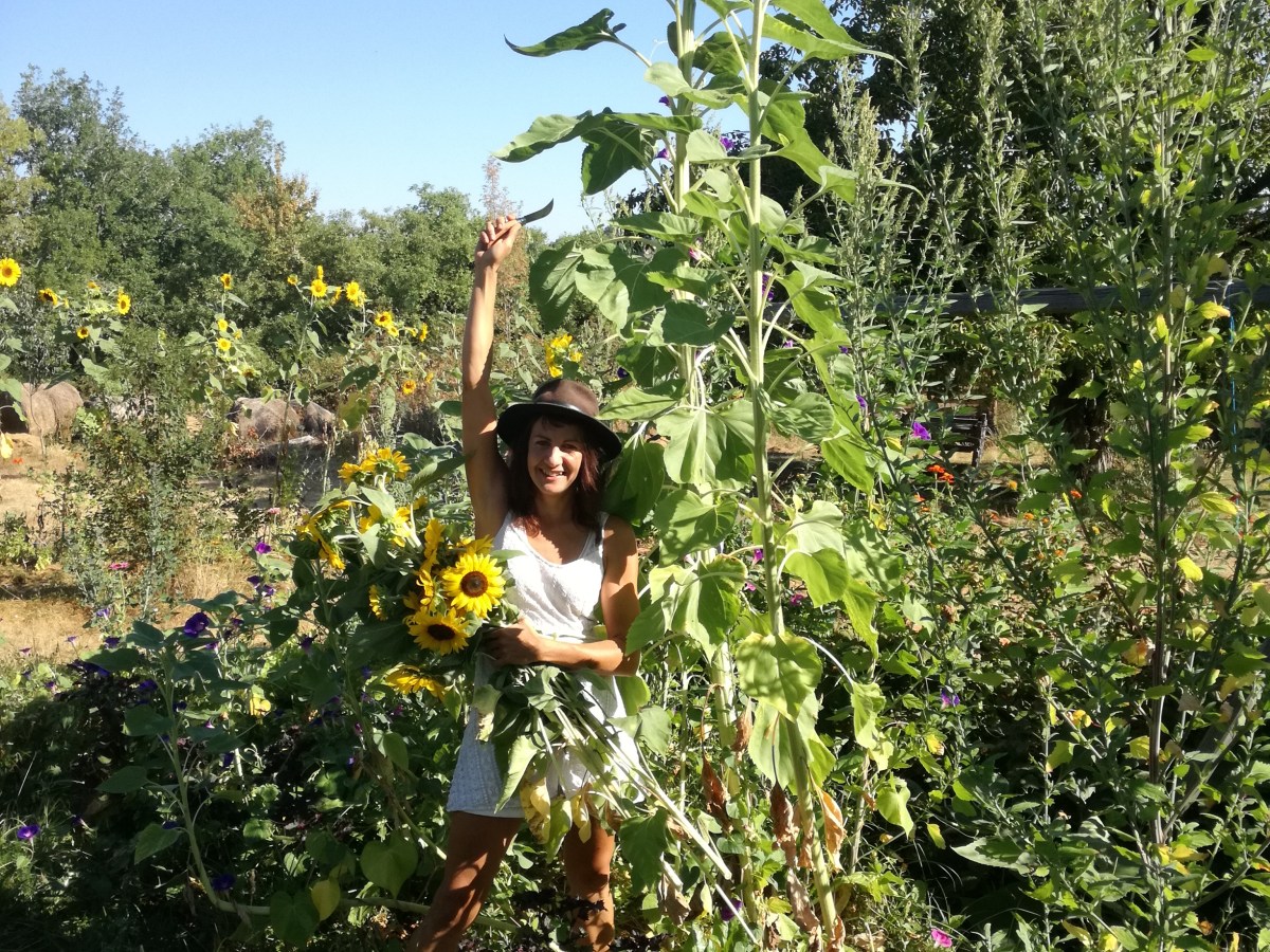 Agriculture syntropique. Le jardin en syntropie de&nbsp;Marieke