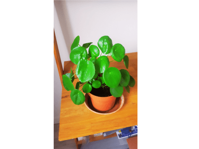 Tout savoir sur le Pilea&nbsp;peperomioides