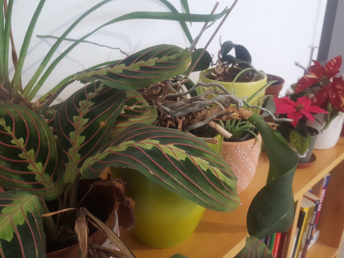 Trois trucs à faire en janvier&nbsp;2023