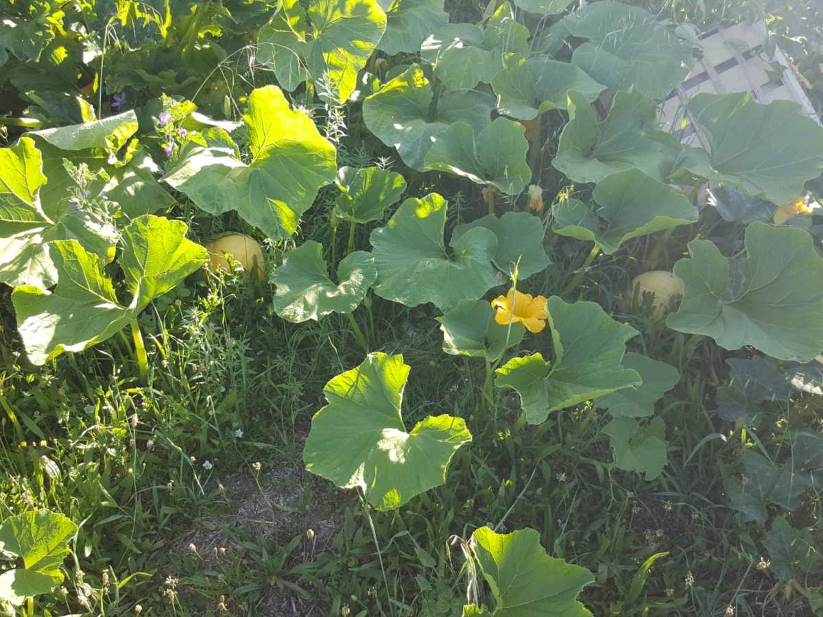 Melons : conseils de culture et&nbsp;entretien