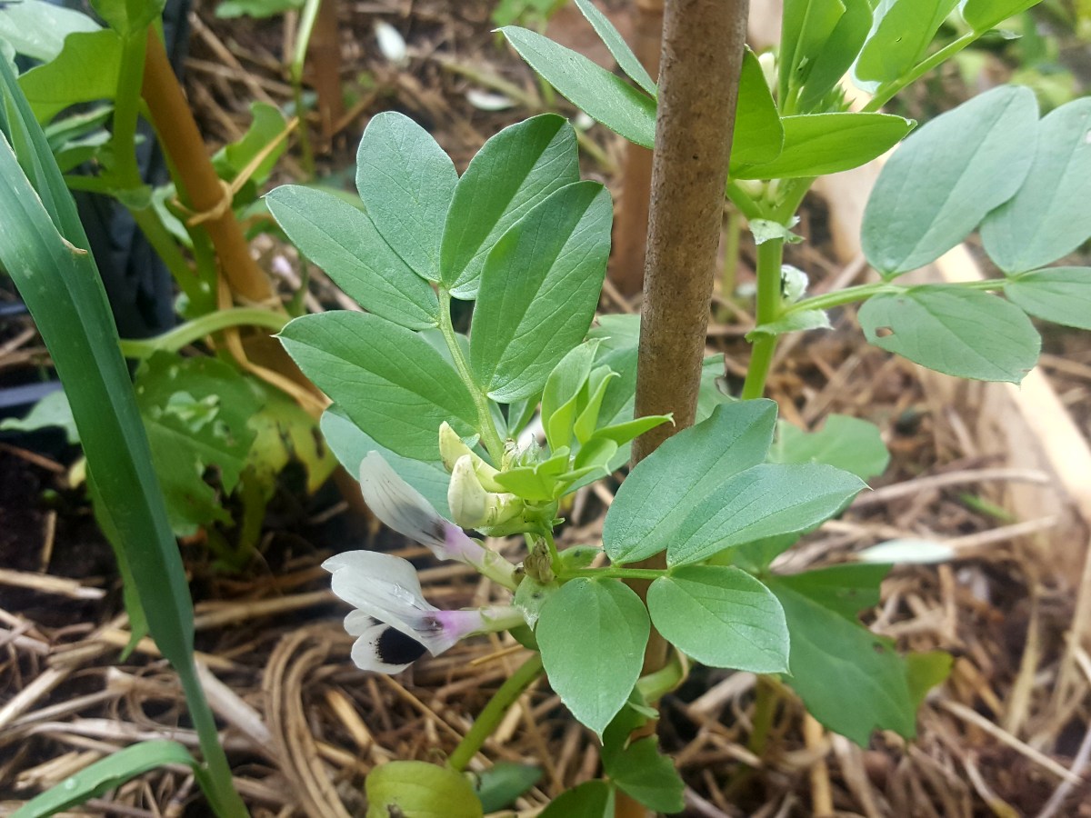 Trois trucs à faire au jardin en avril&nbsp;2023