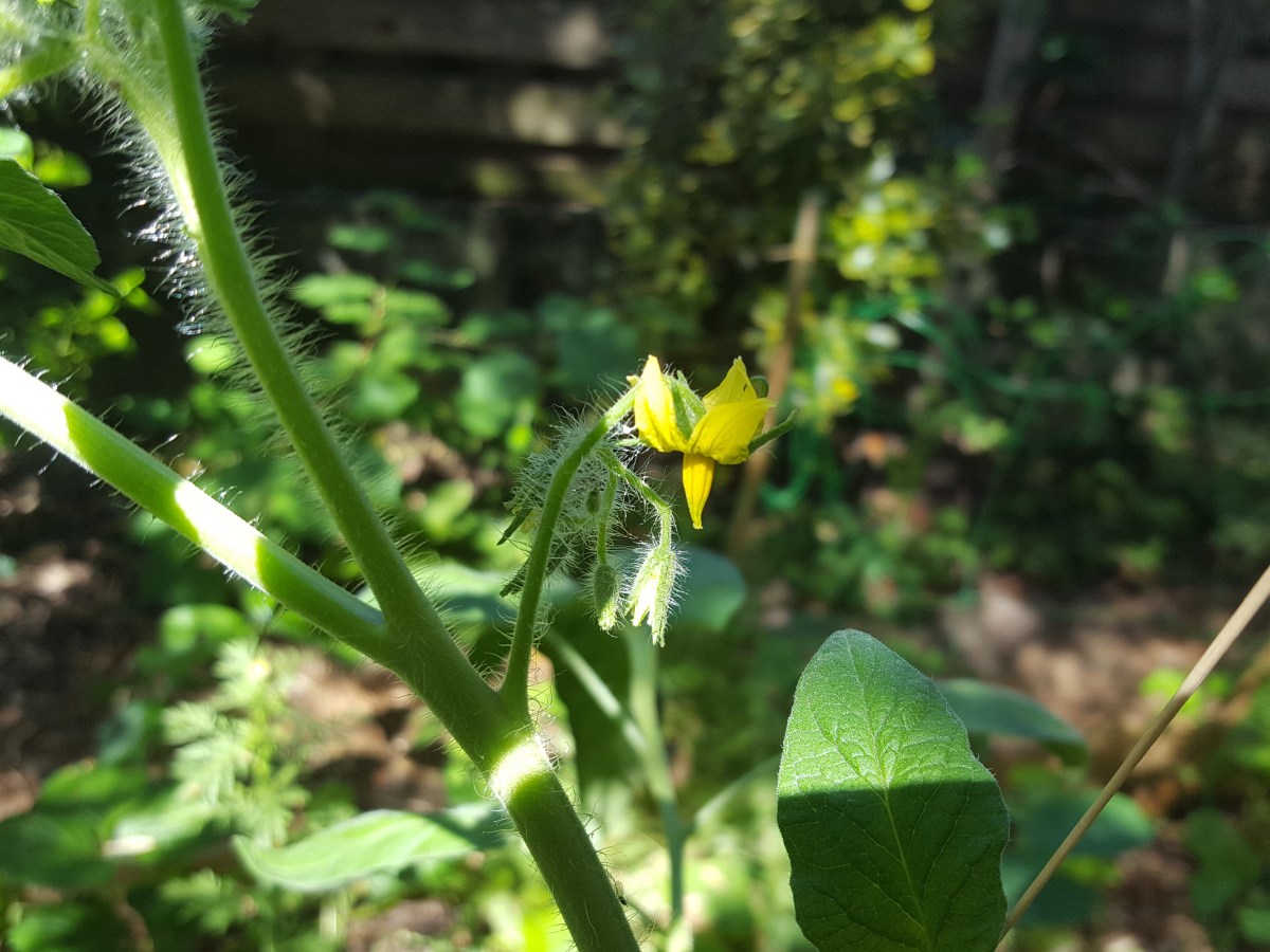 Trois trucs à faire au jardin en juin&nbsp;2023