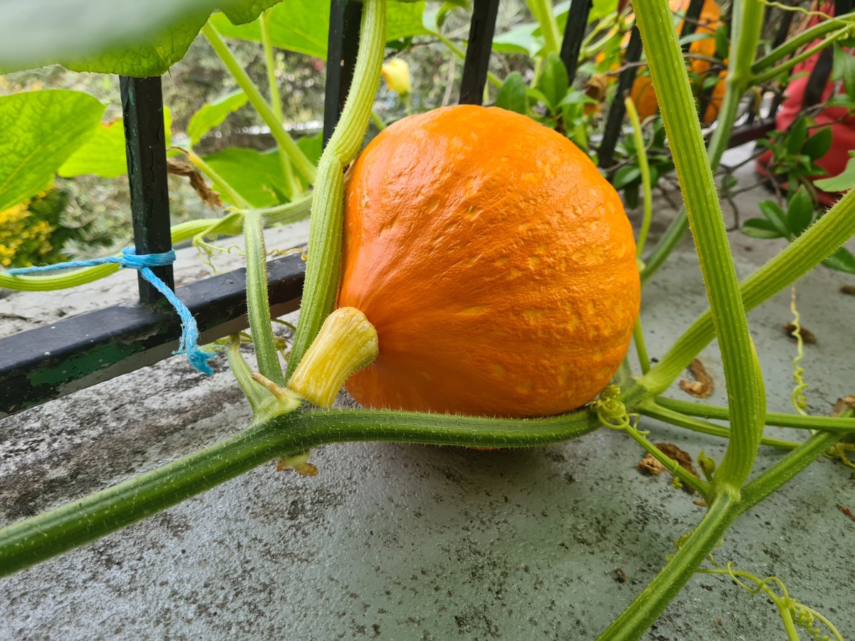 Trois trucs à faire au jardin en septembre&nbsp;2023