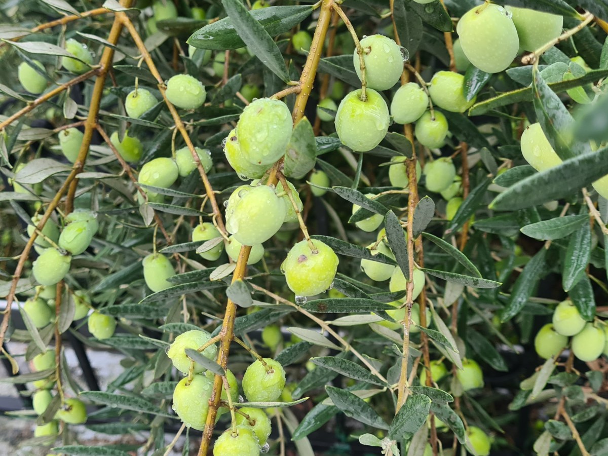 Trois trucs à faire au jardin en novembre&nbsp;2023
