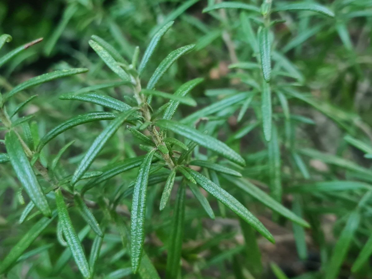 Tout savoir sur le romarin&nbsp;!