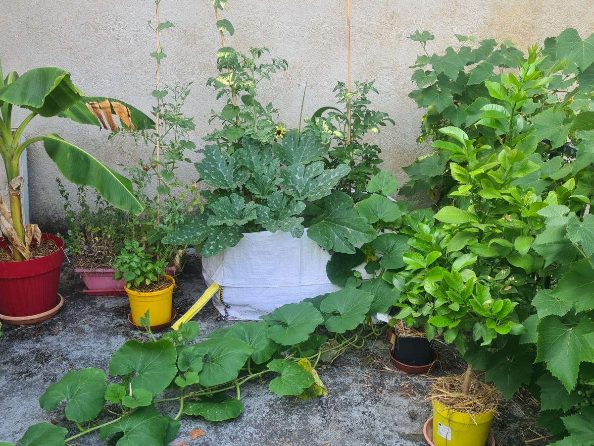 Comment créer un jardin qui résiste à la canicule&nbsp;?