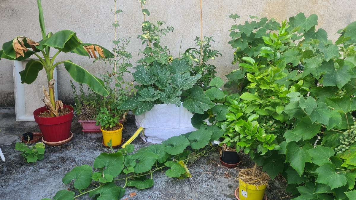 Comment créer un jardin qui résiste à la canicule&nbsp;?